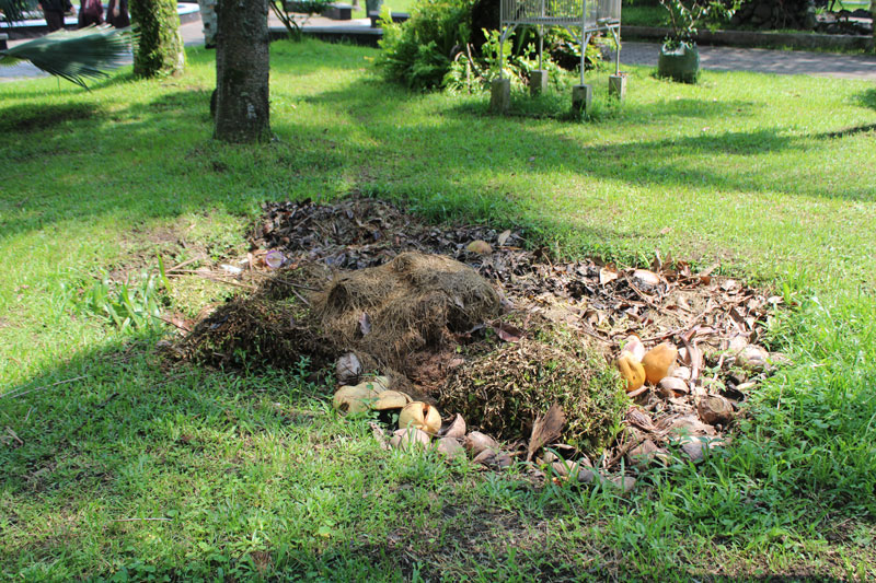 Cara Antimainstream dalam Mengolah Sampah Organik